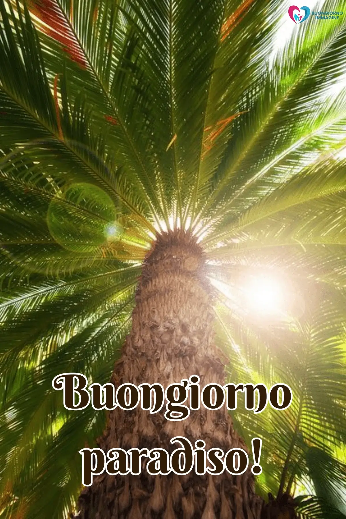 buongiorno estivo gratis palma sole foglie verdi raggi luminosi