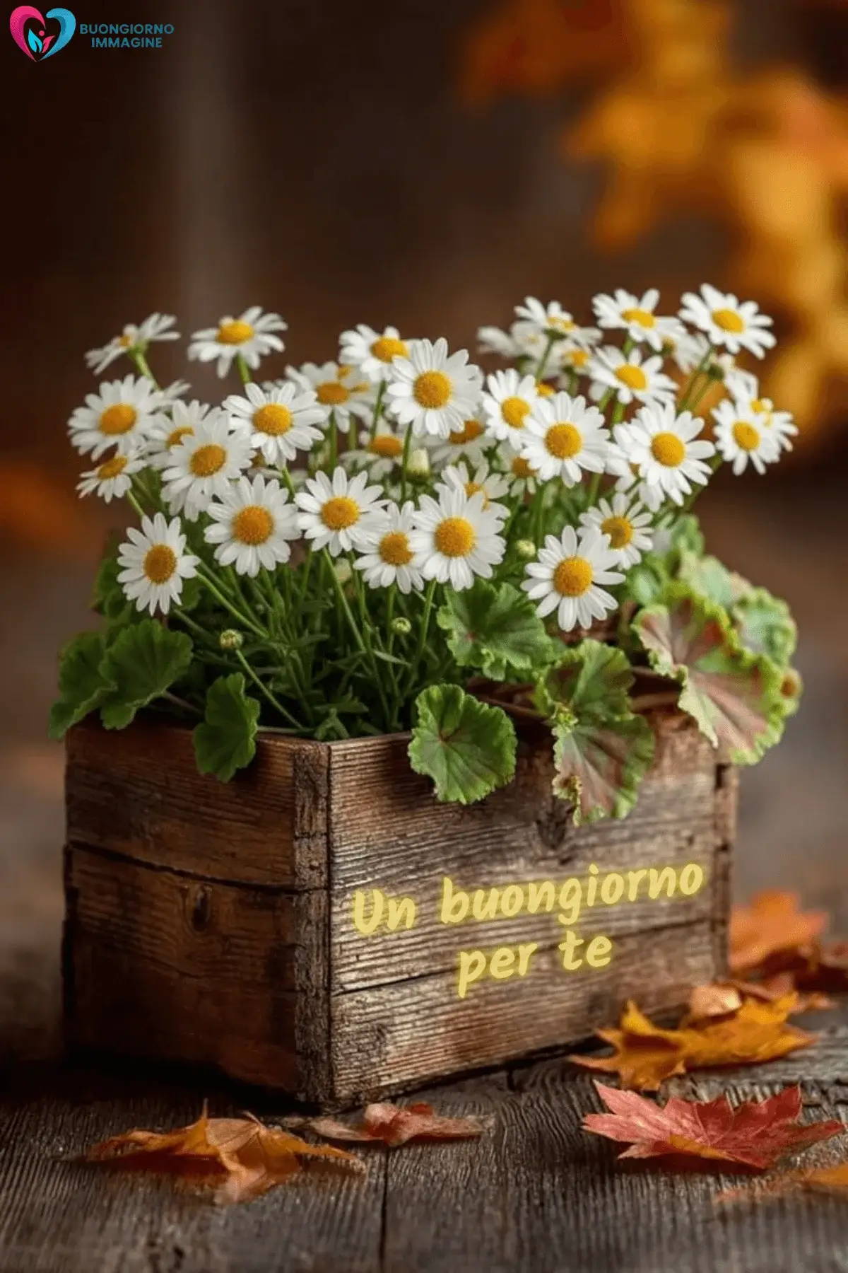 buongiorno immagini carine e semplici da scaricare