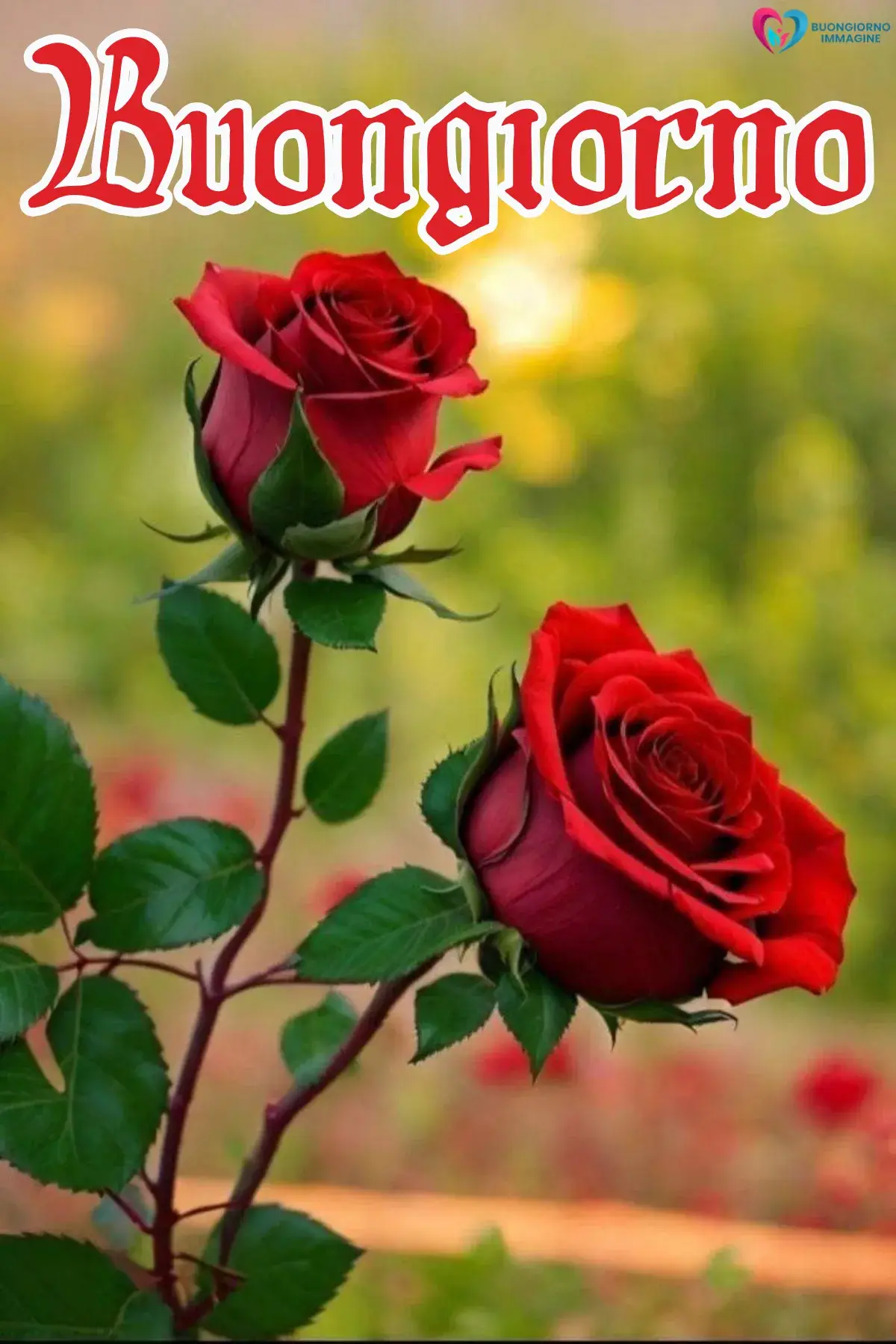 buongiorno originale strepitose con bouquet di rose fresche