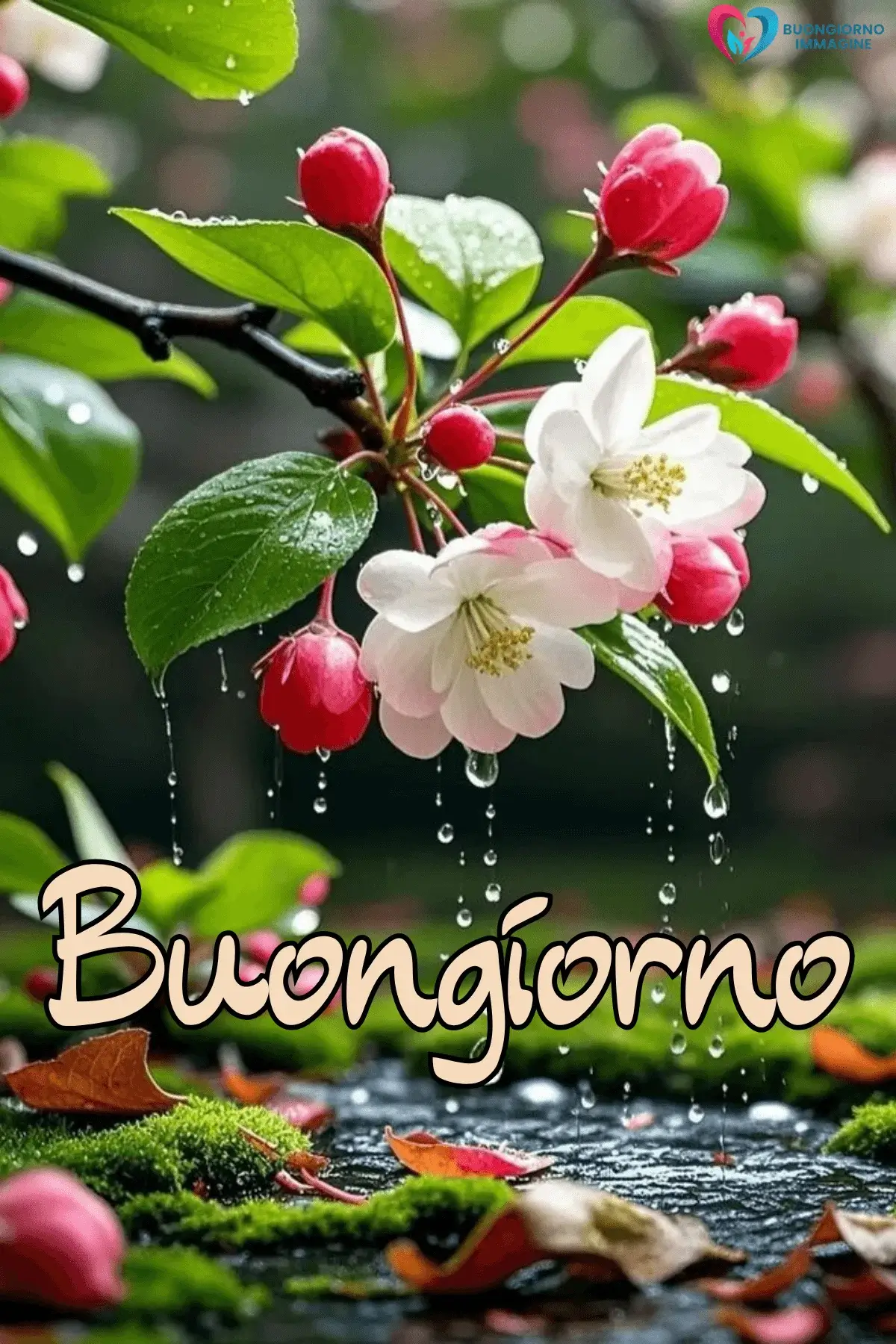 buongiorno pioggia con frase dolce breve