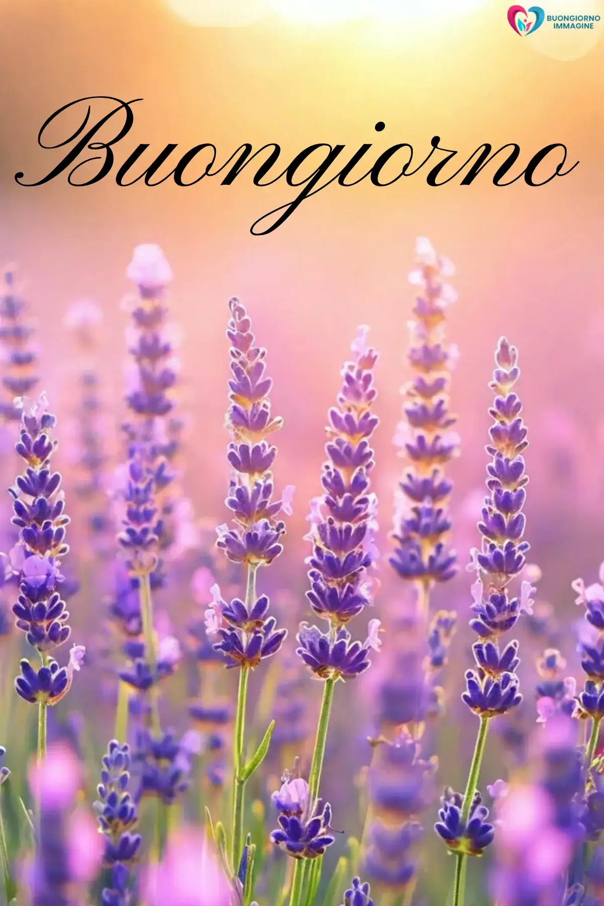 immagini buongiorno nuovissime con bouquet di rose fresche