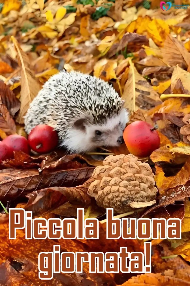 buona giornata immagini bellissime con fiori colorati e sole — buongiornoimmagine.it
