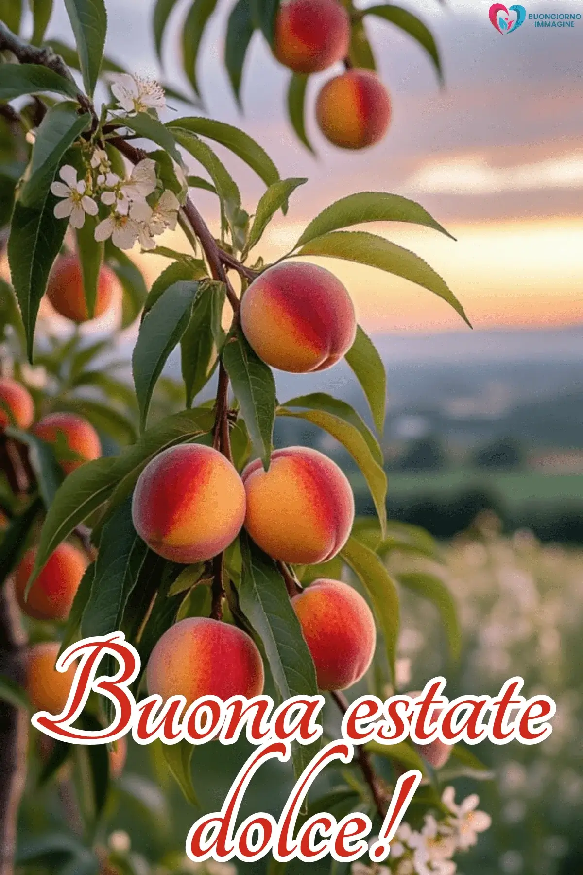 immagini buongiorno estate pesche albero rami tramonto campagna