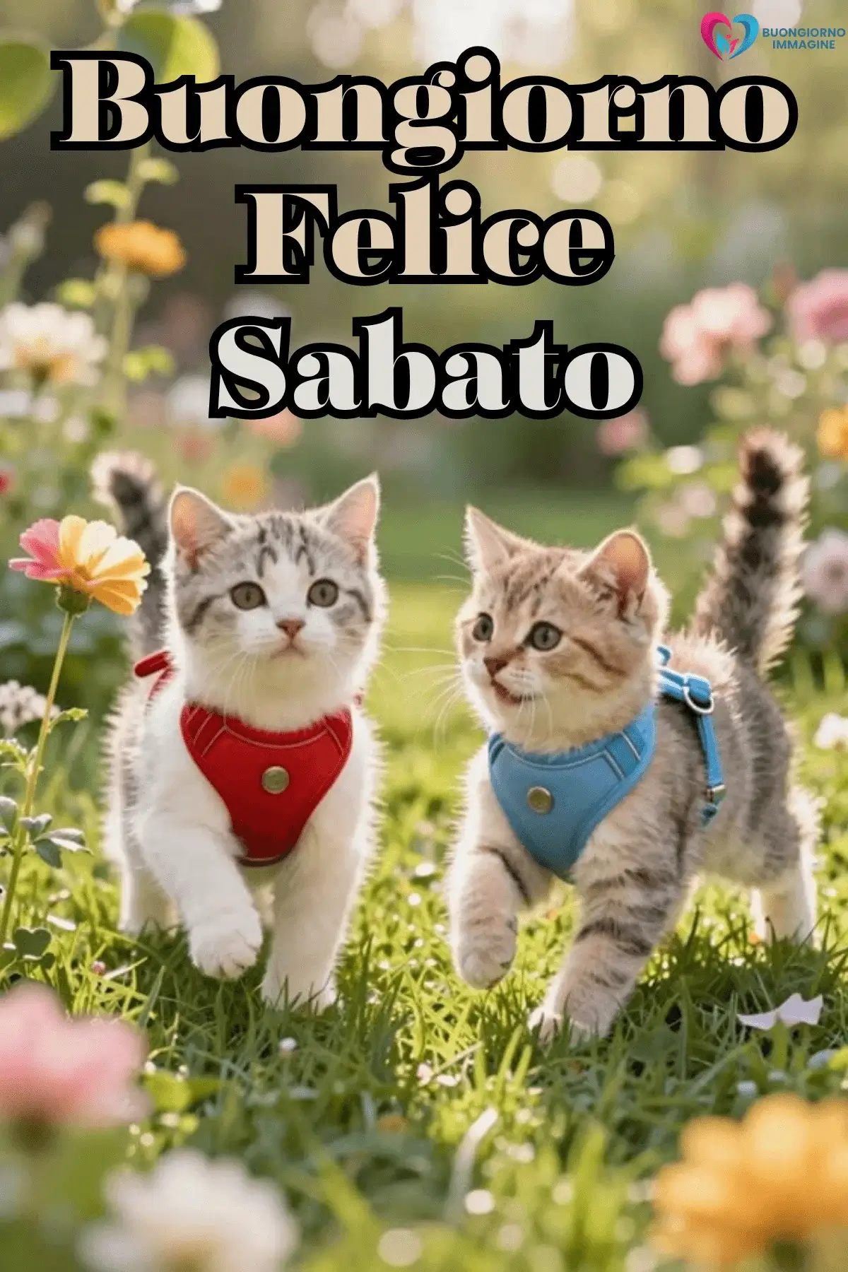 immagini buongiorno buon sabato con frase elegante