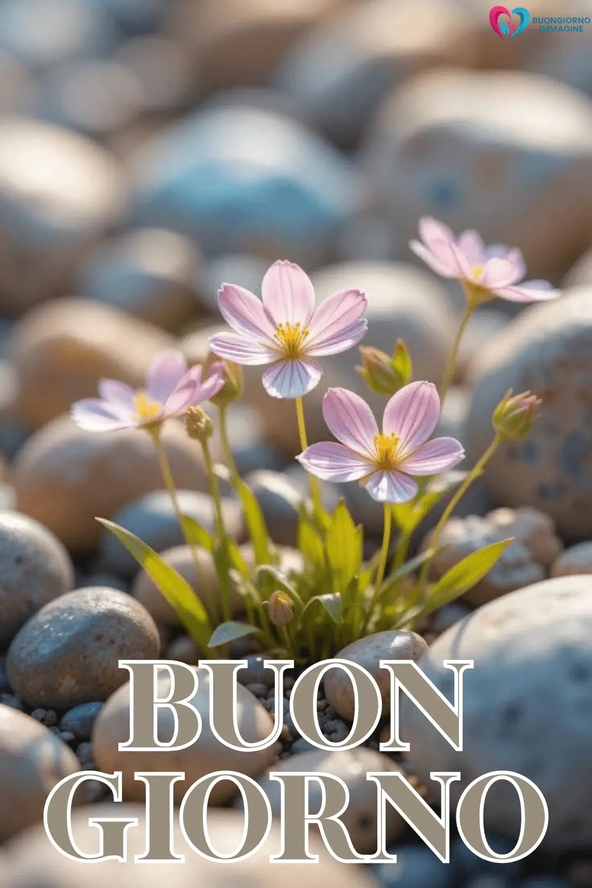 immagini buongiorno carine la pietra bianca