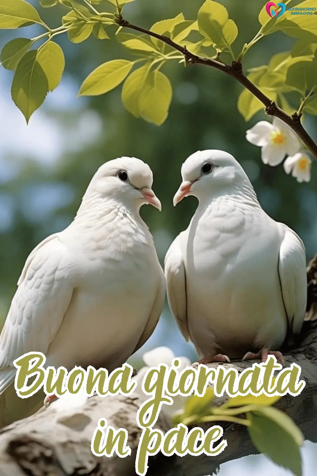 immagini buongiorno con amore e serenità