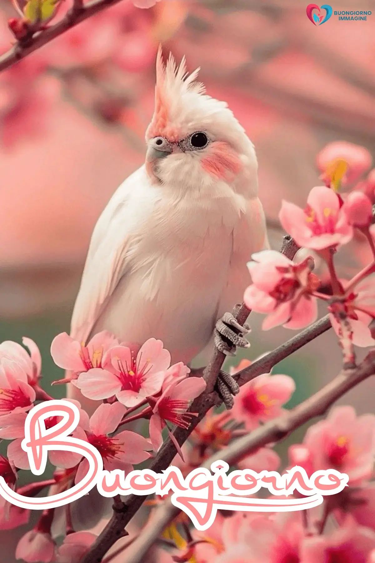 immagini buongiorno con natura fiorita