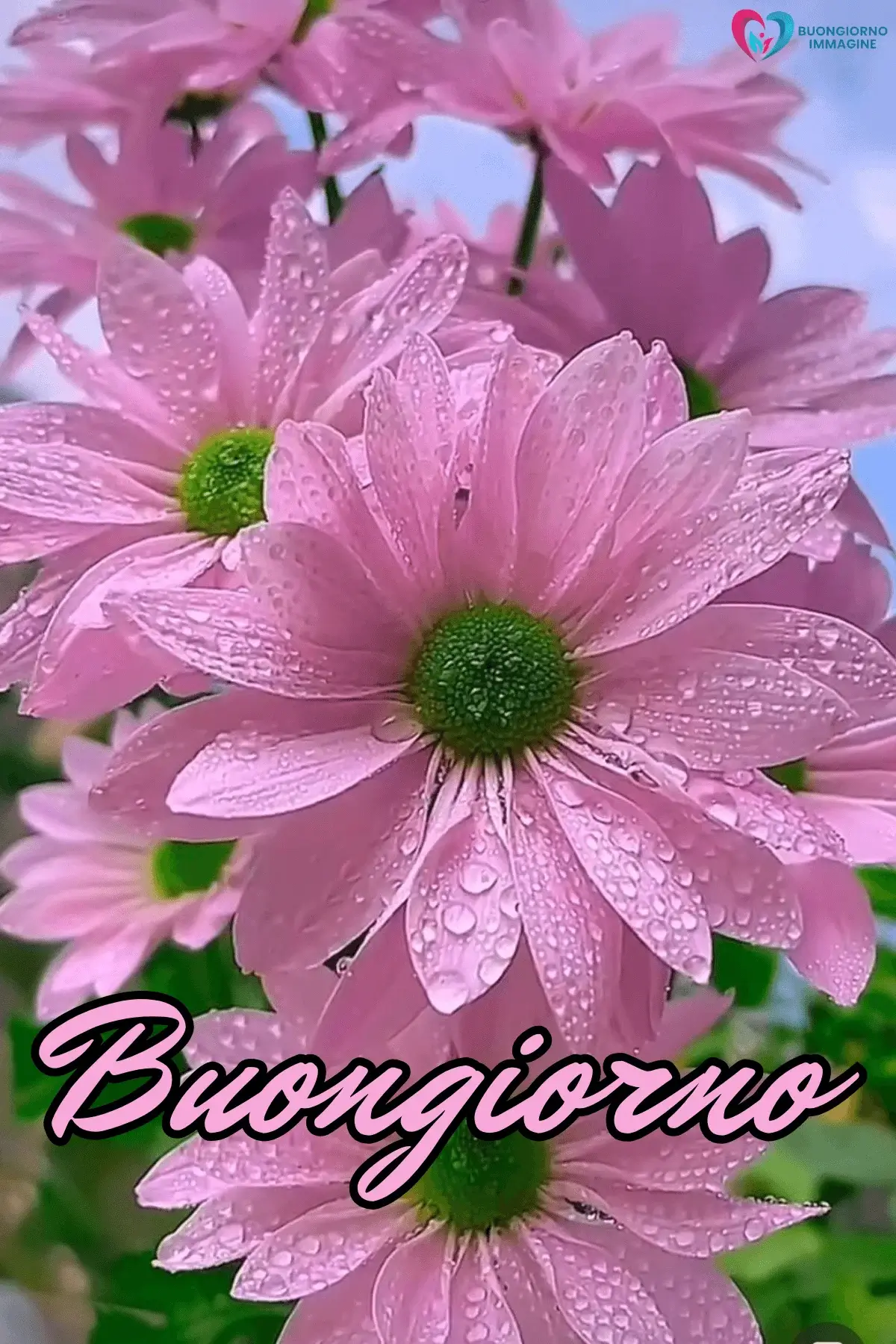 immagini buongiorno con rose fresche
