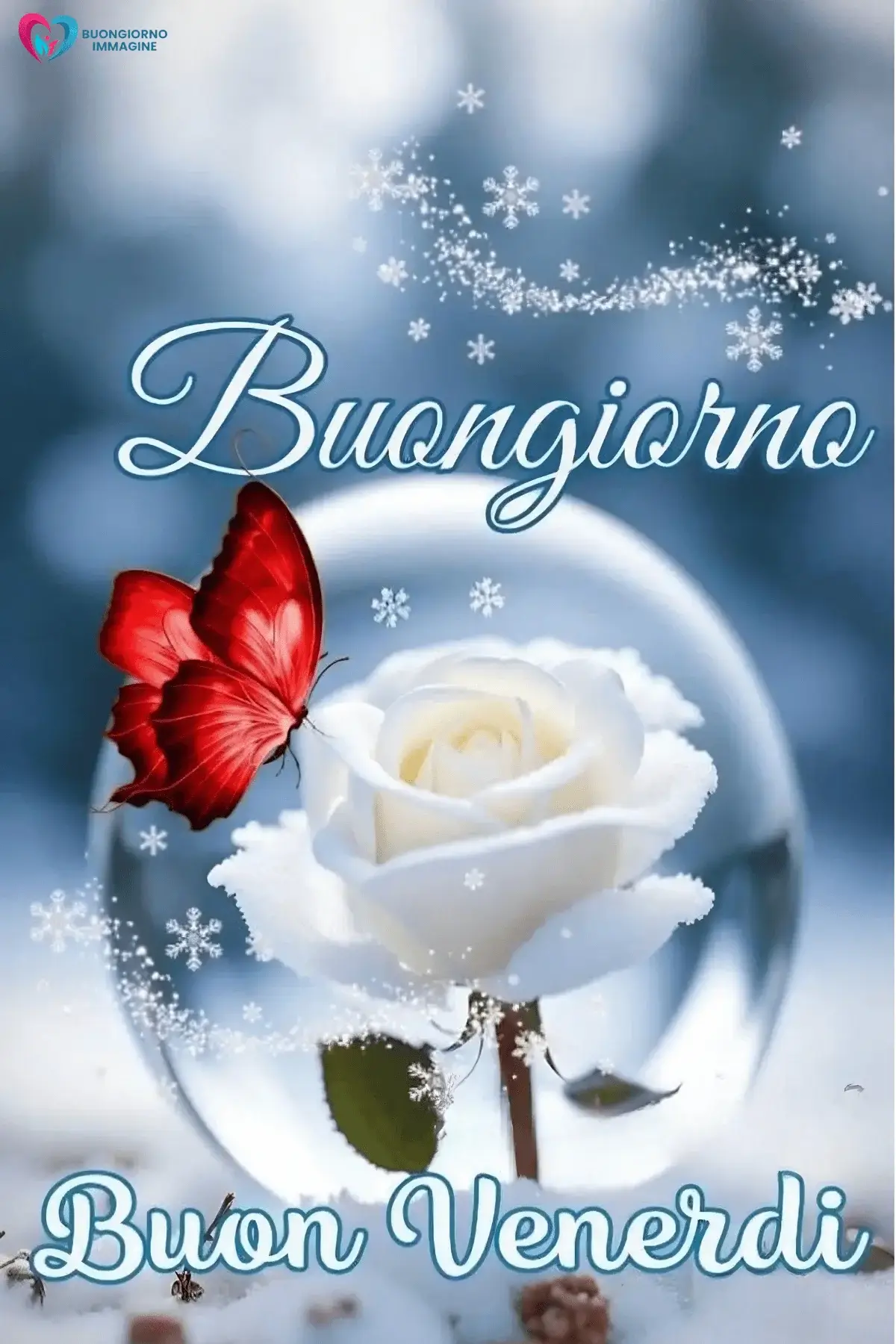 Buongiorno venerdì con rosa bianca e stelle