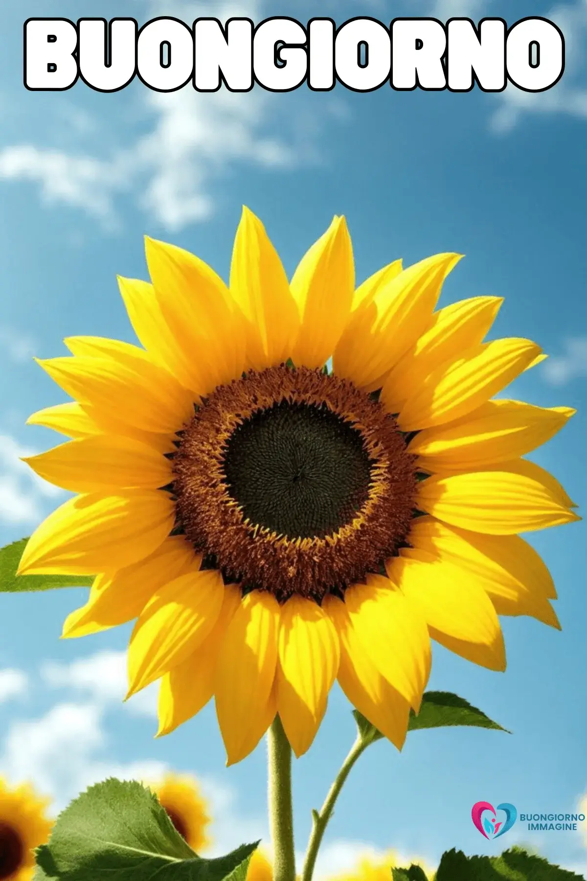 immagini buongiorno nuove con fiori colorati