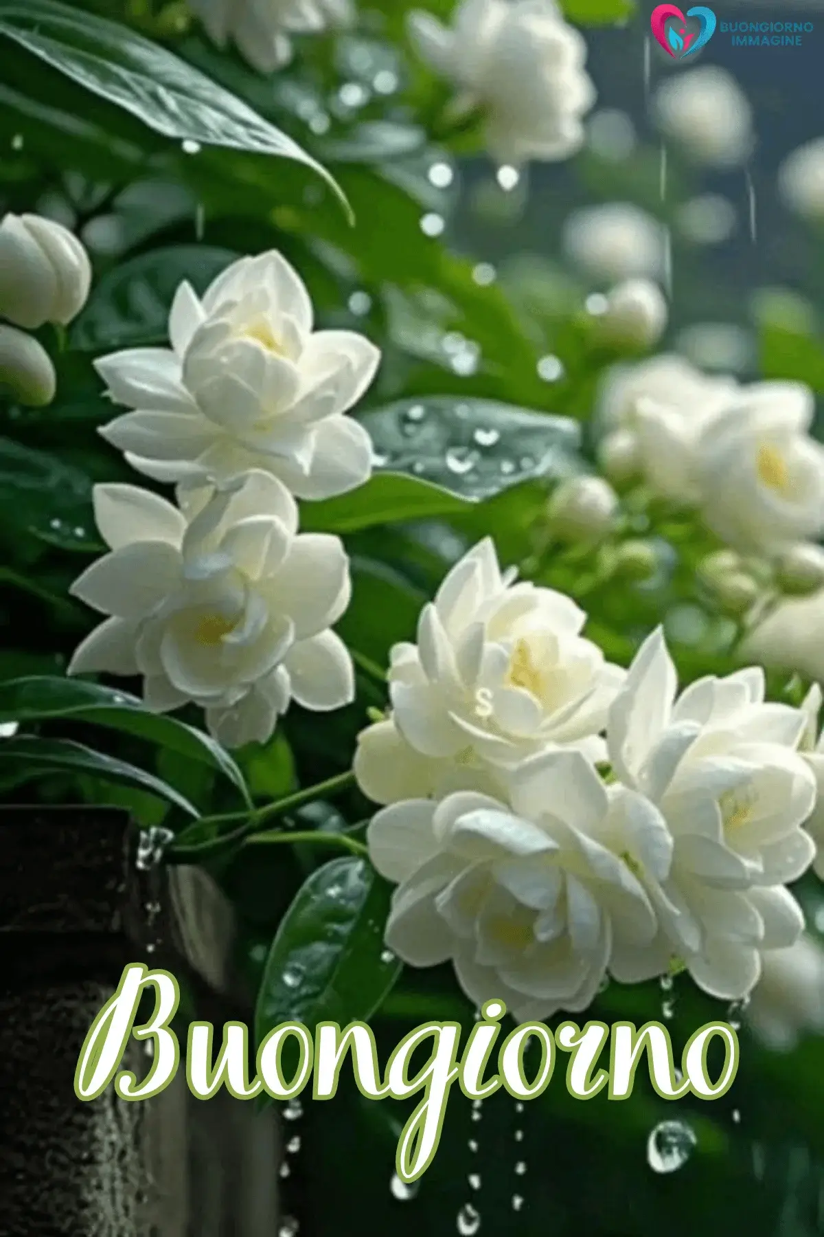 immagini buongiorno pioggia con fiori e pioggia