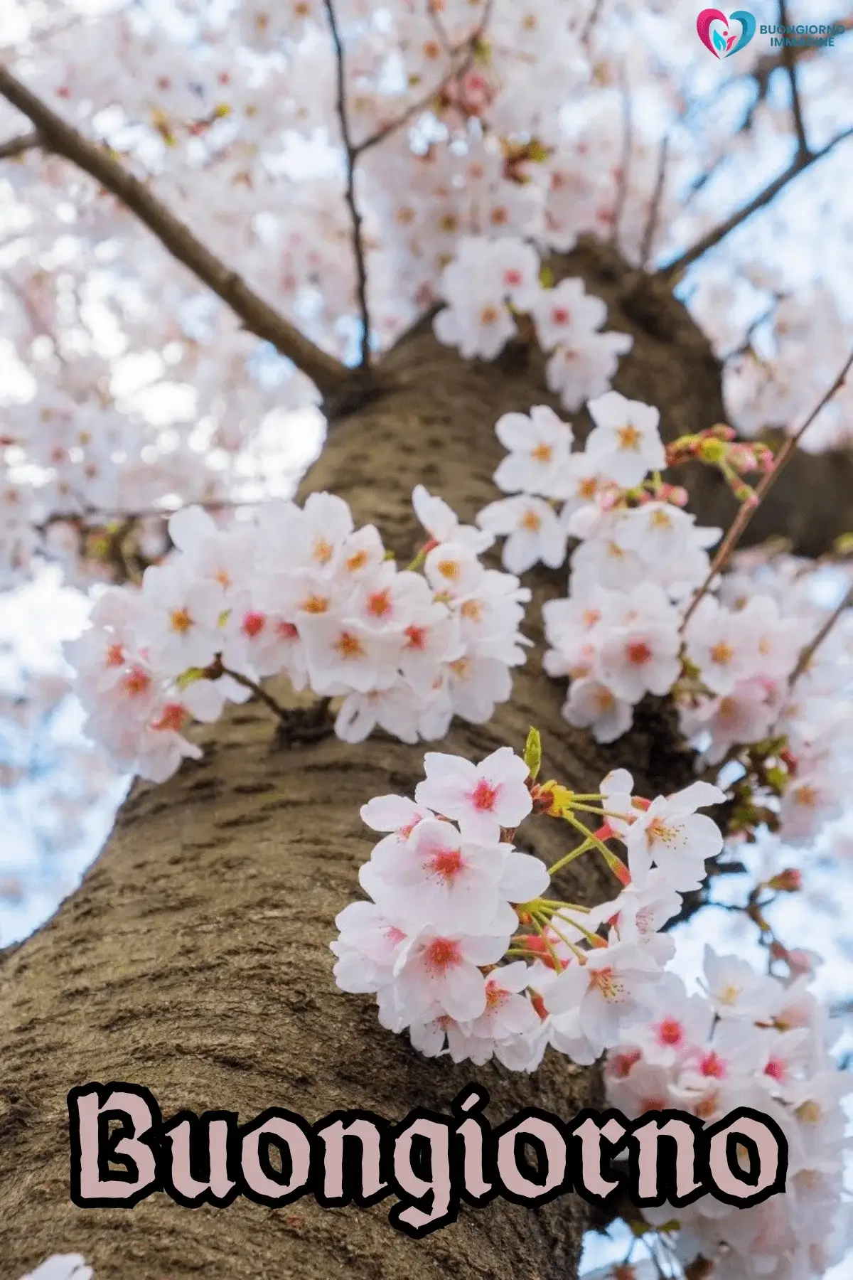 immagini buongiorno romantico con fiori freschi