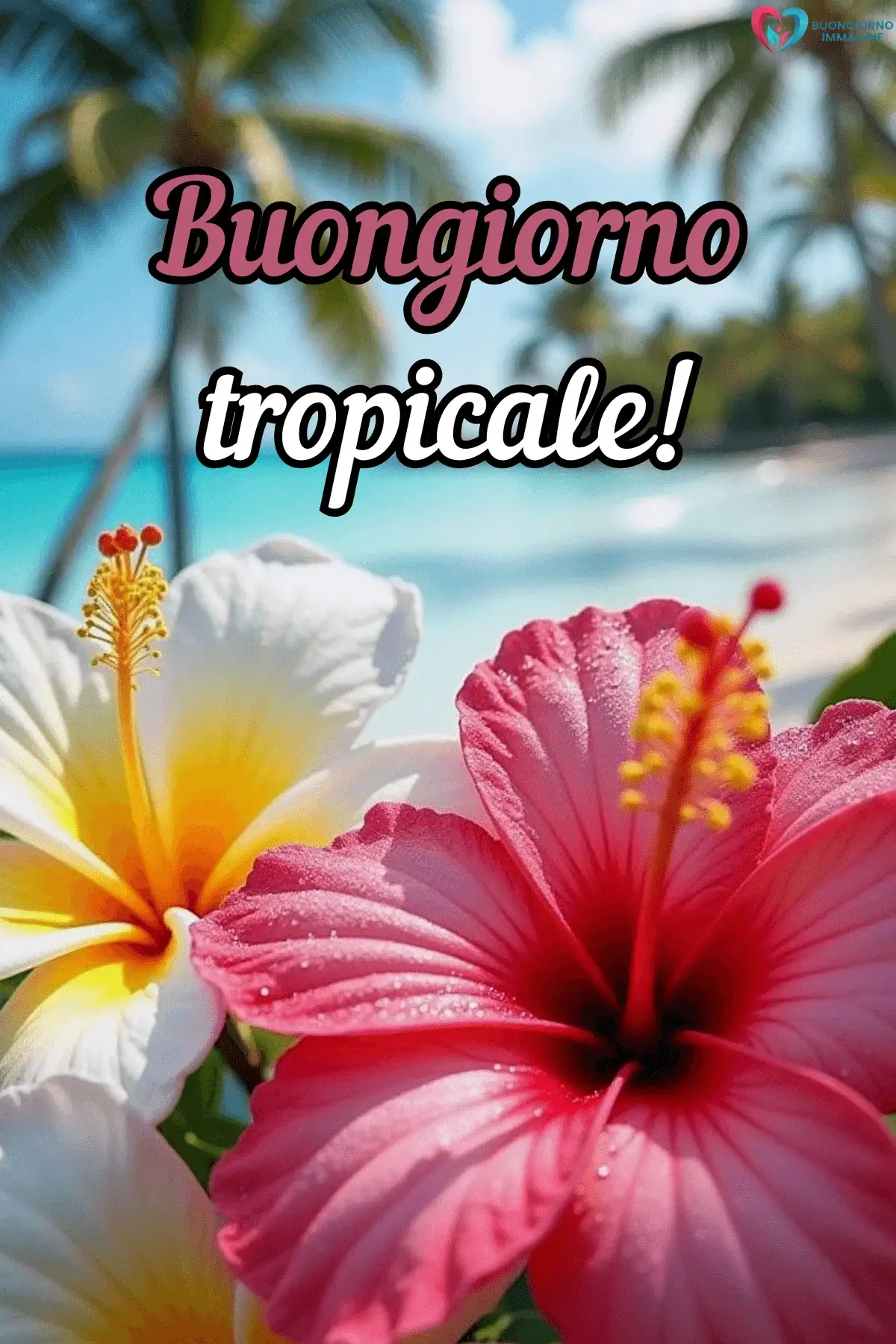immagini buongiorno estate ibisco rosa fiori bianchi tropicali