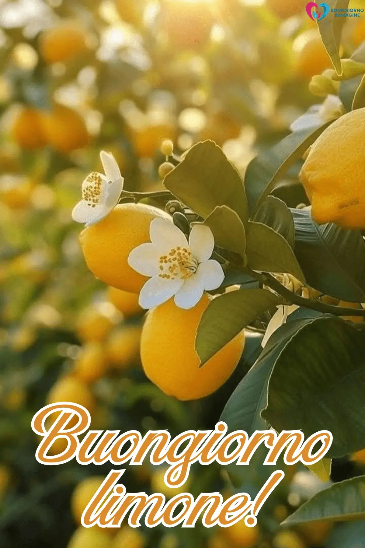 immagini buongiorno estate arance mature fiori bianchi luce dorata
