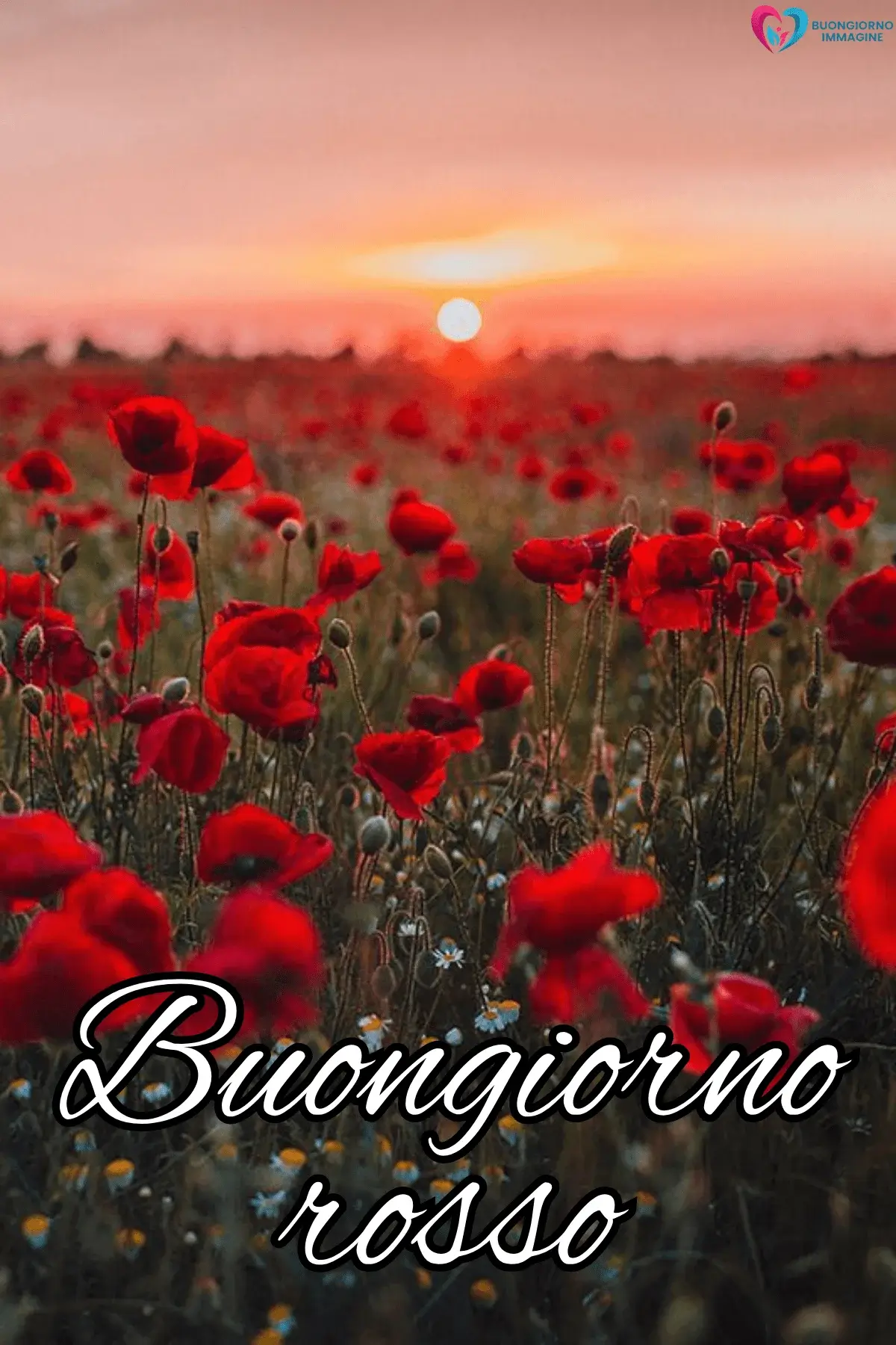 buongiorno estivo bellissimo papaveri rossi tramonto campo cielo rosa