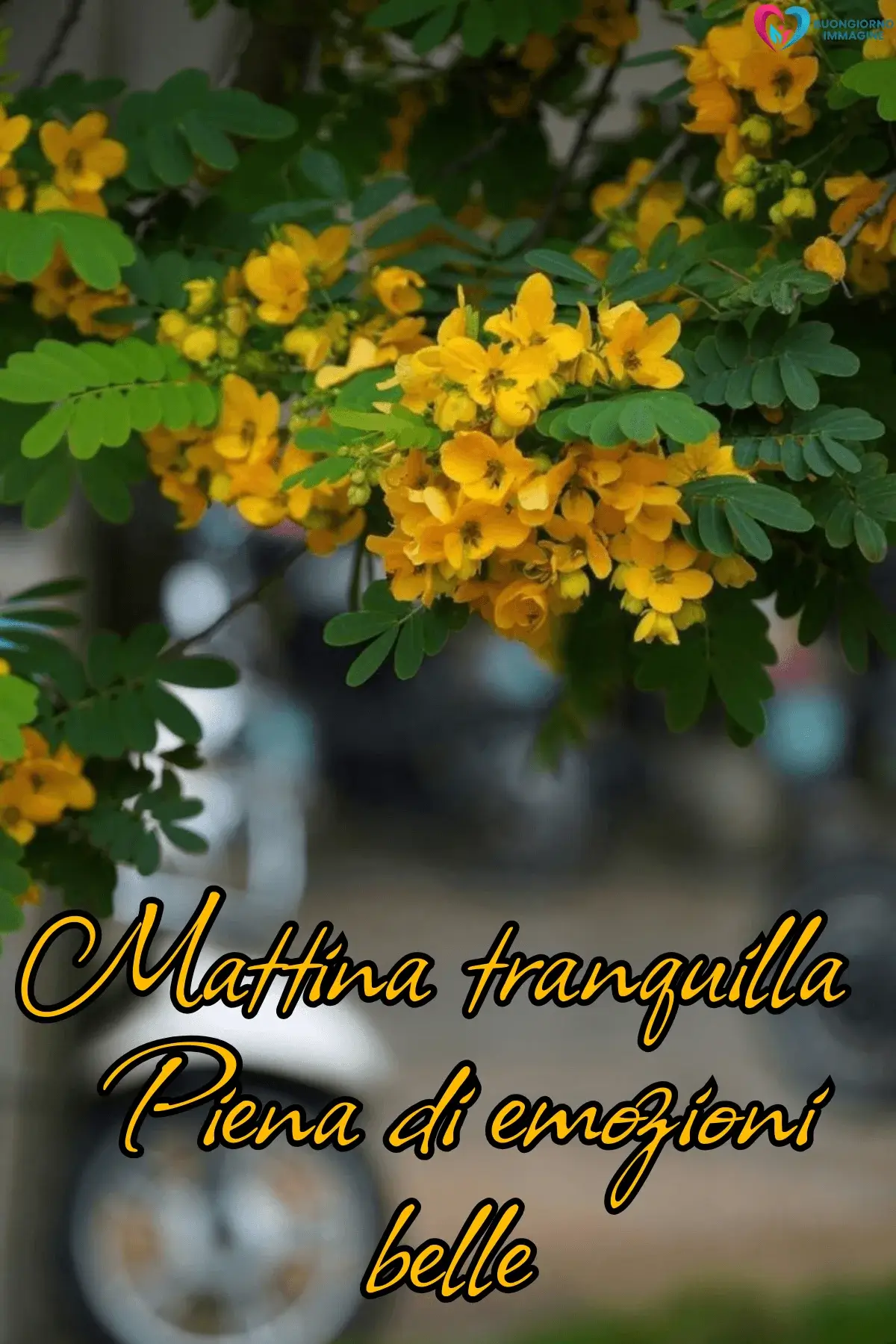 Rami fioriti con fiori gialli e frase mattina tranquilla, buongiorno frasi nuove immagini gratis per WhatsApp