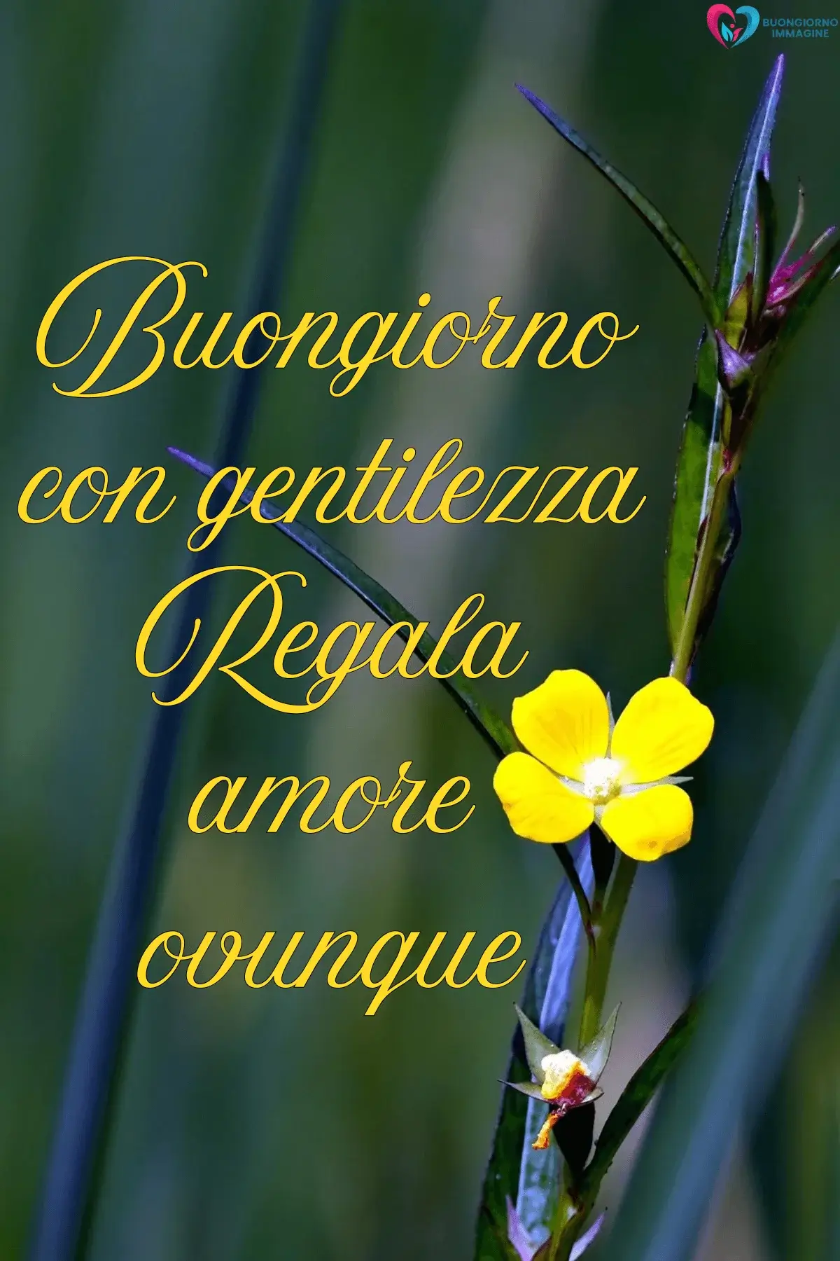 Fiore giallo su stelo verde con frasi buongiorno affettuoso, immagini gratis per WhatsApp