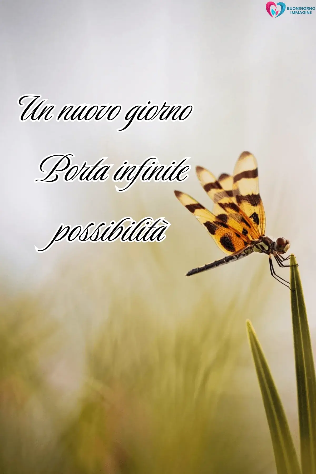 Libellula arancione su stelo verde, frasi del buongiorno bellissime, immagini gratis per WhatsApp
