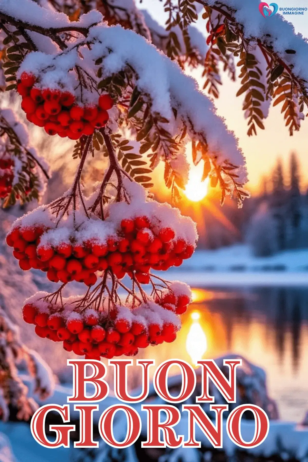 Bacche rosse innevate con sole invernale riflesso sul lago, buongiorno invernale immagini gratis per WhatsApp