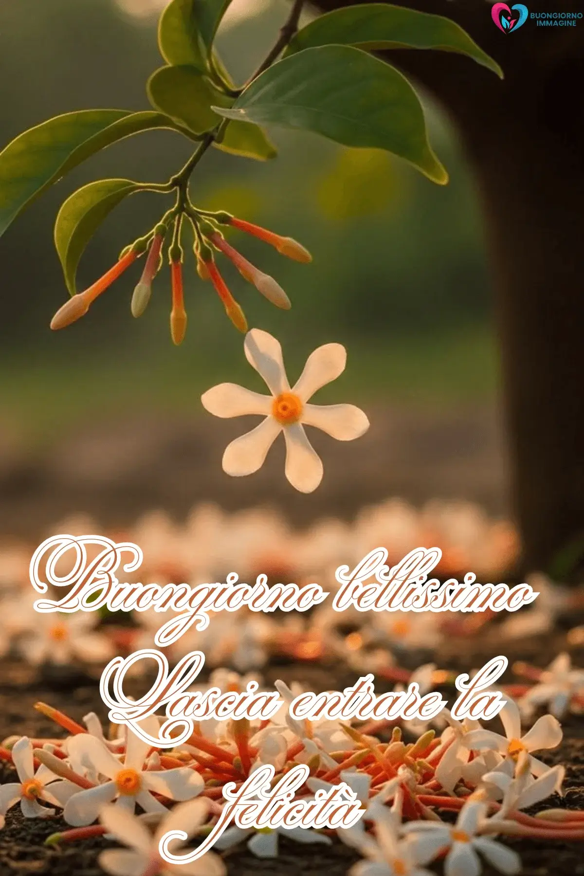 Fiori bianchi arancio che cadono al mattino, frasi del buongiorno bellissime, immagini gratis per WhatsApp