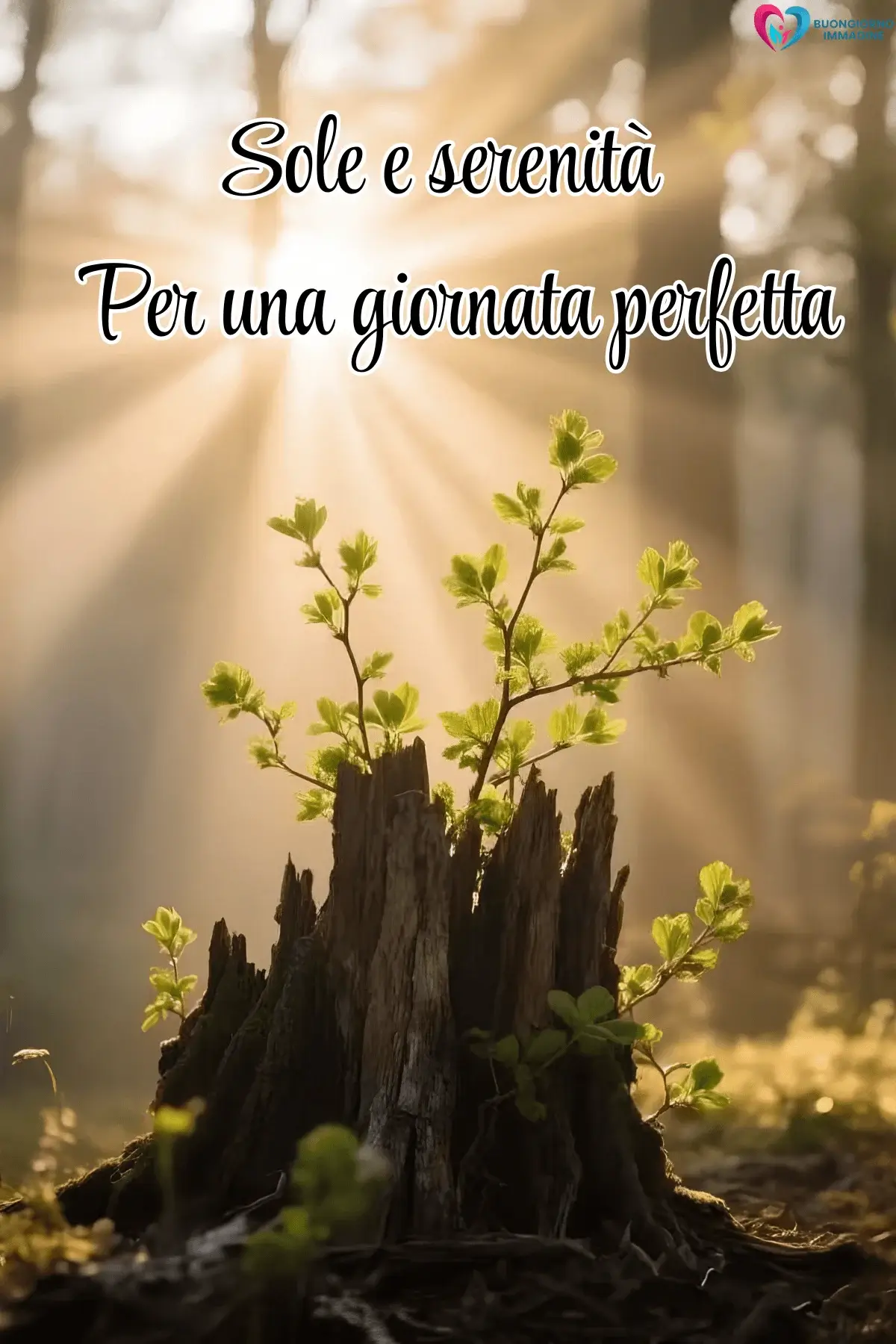 Ceppo con germogli verdi illuminato dal sole nel bosco, buongiorno frasi positive, immagini gratis per WhatsApp