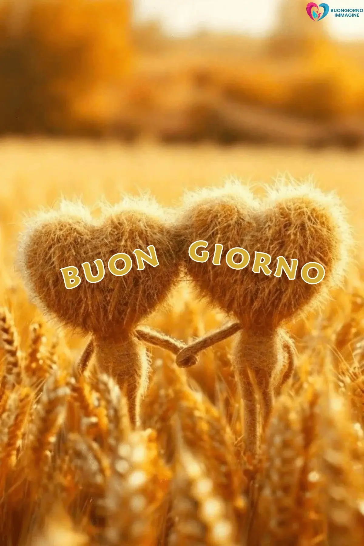 Due cuori di lana dorata si tengono per mano in un campo di grano – buongiorno cuore immagini gratis per WhatsApp