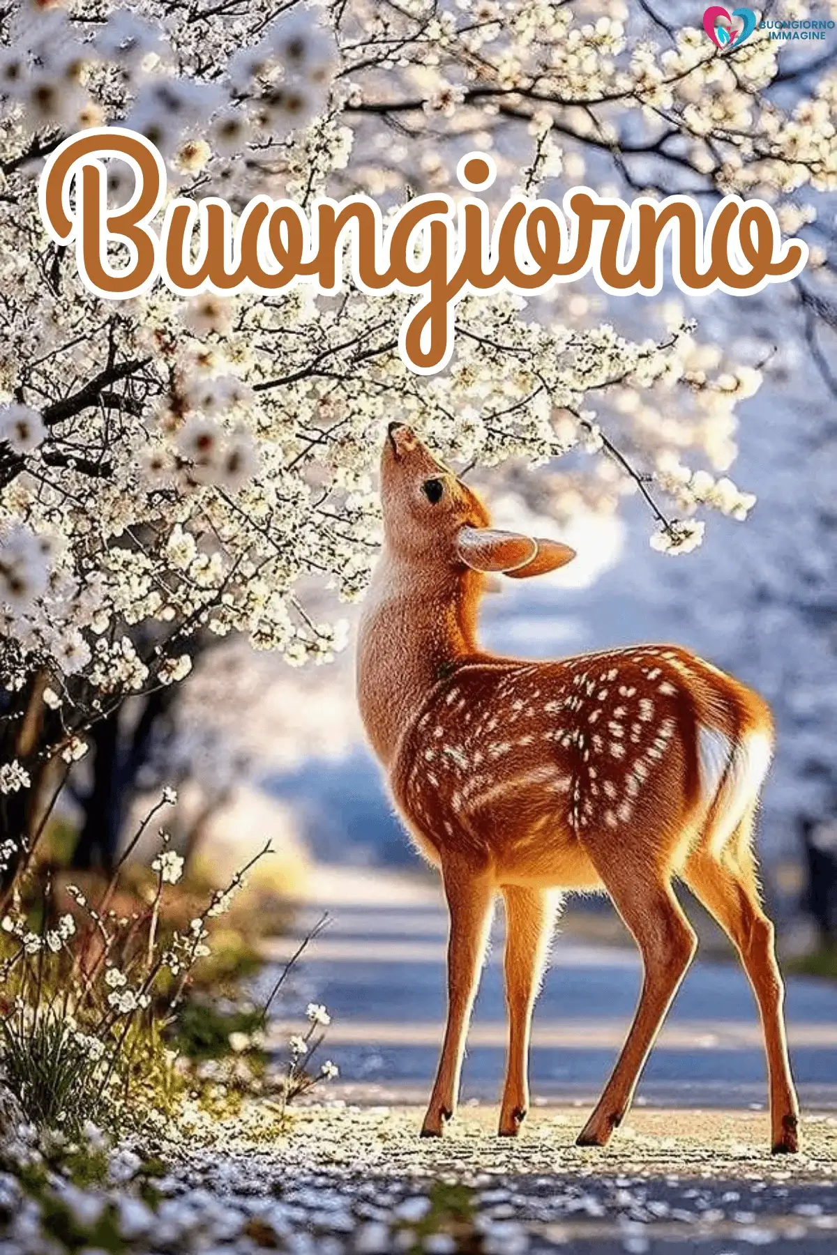 Cerbiatto tra rami fioriti bianchi primaverili, buongiorno invernale immagini gratis per WhatsApp
