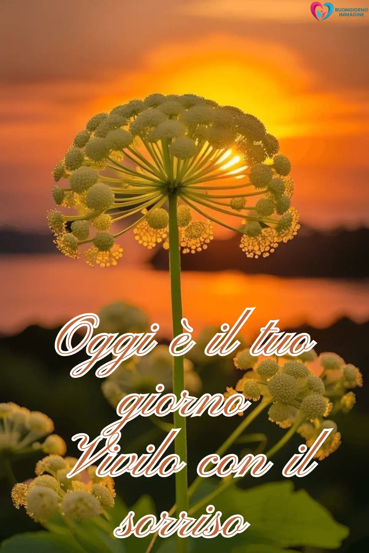 Fiore ombrella dorato al tramonto sul lago, buongiorno frasi positive, immagini gratis per WhatsApp