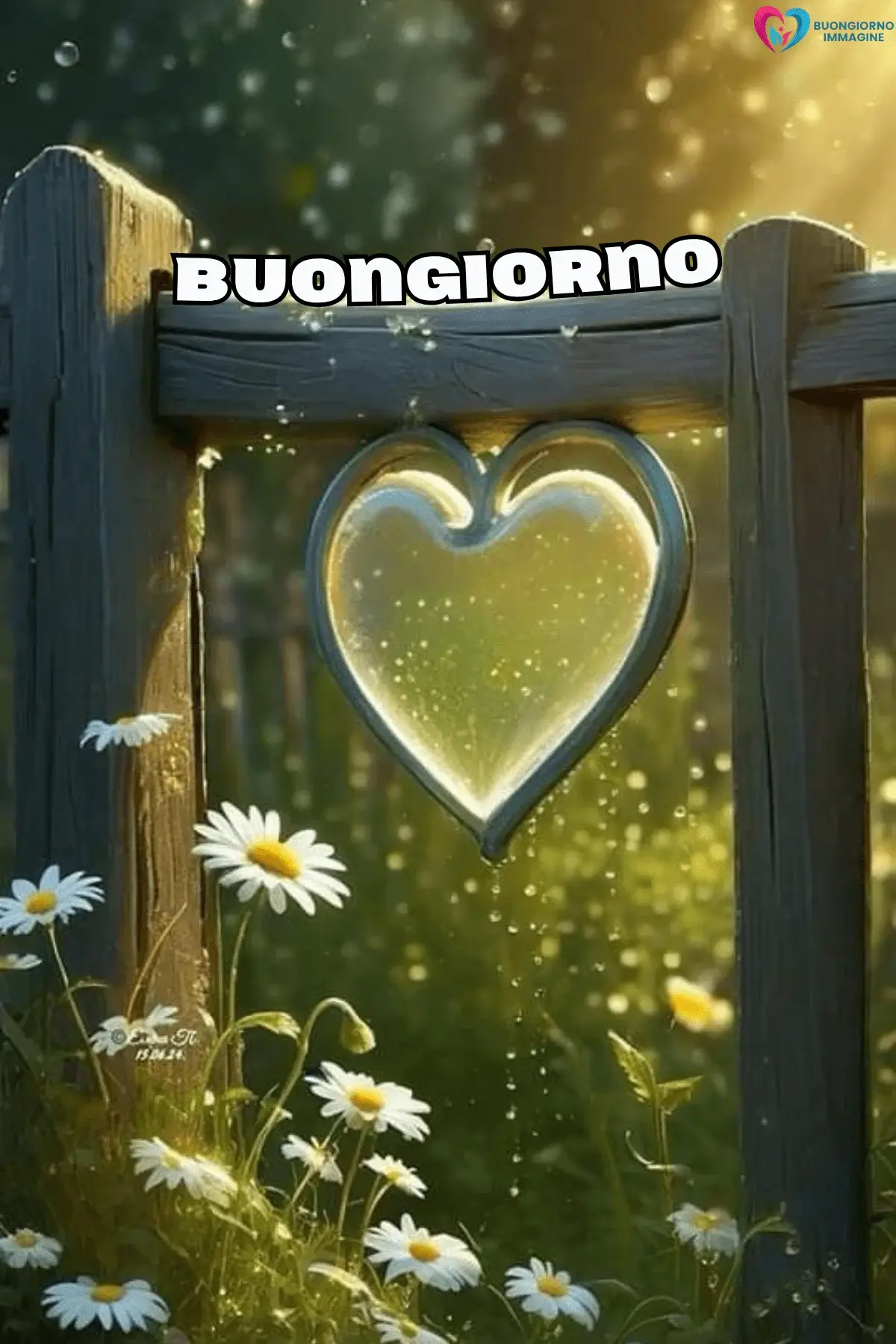 Cuore luminoso su staccionata con margherite bagnate di pioggia, buongiorno cuore immagini gratis per WhatsApp