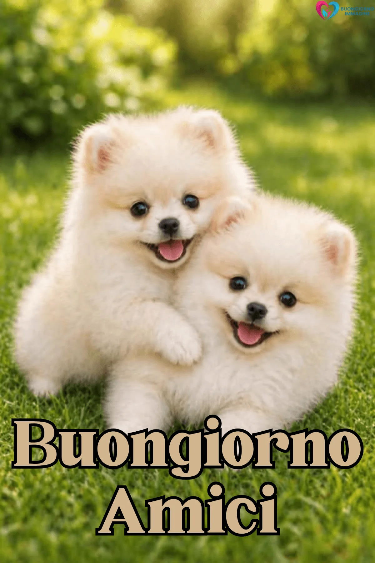 Due cuccioli Pomerania bianchi sorridenti sull'erba, buongiorno amici immagini gratis per WhatsApp