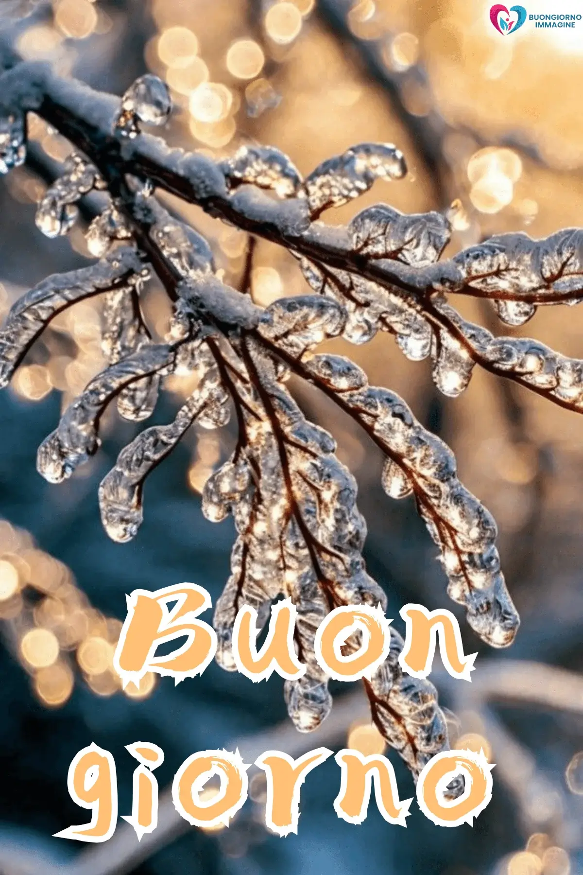 Rami ghiacciati con foglie cristallizzate al sole invernale, buongiorno invernale immagini gratis per WhatsApp