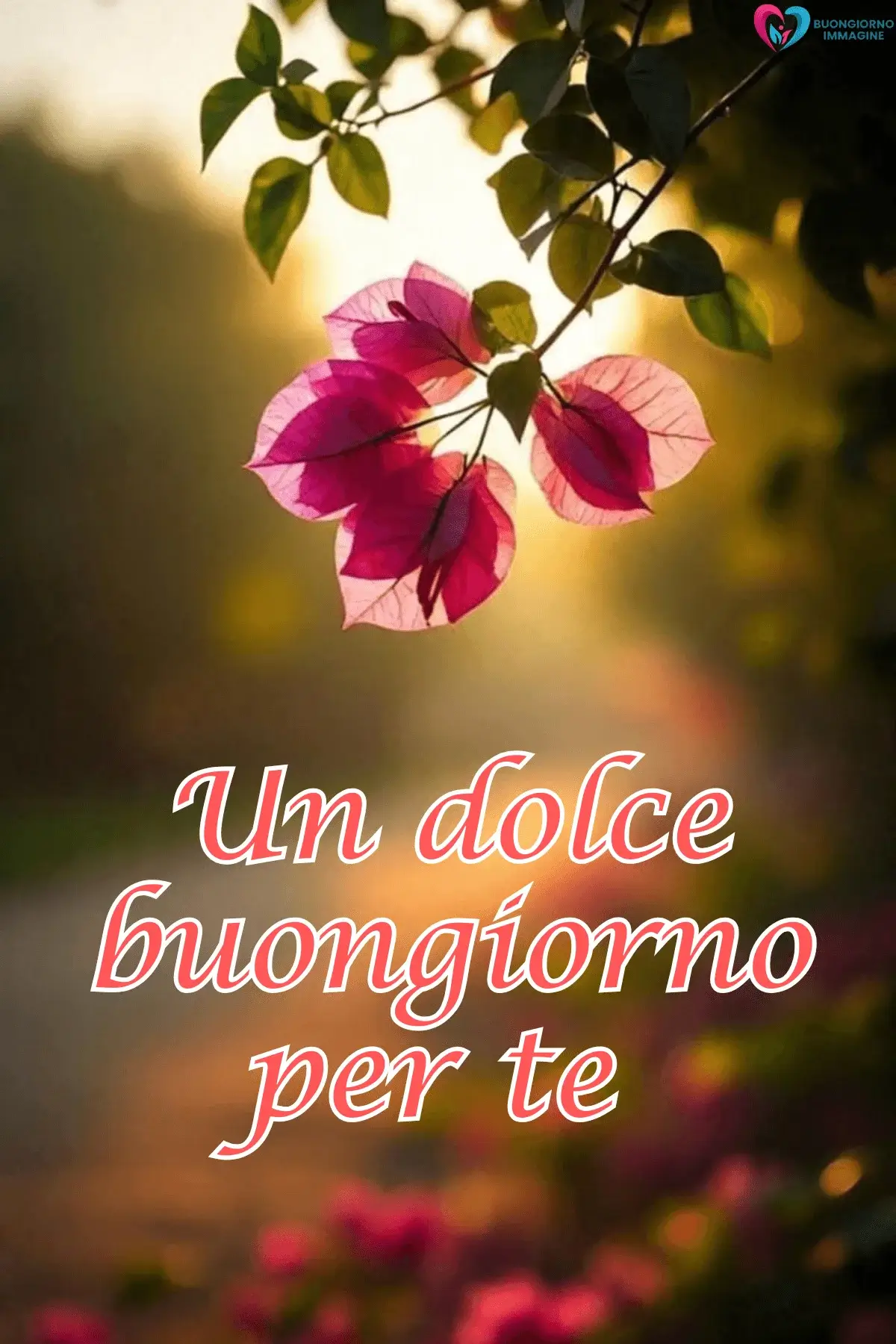 Bouganville rosa su ramo controluce al tramonto, buongiorno frasi nuove, immagini gratis per WhatsApp