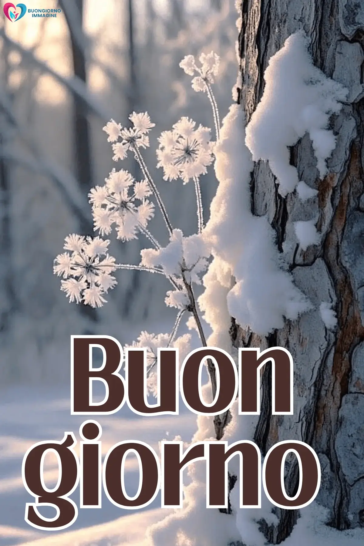 Ramo ghiacciato con fiori di brina vicino a tronco innevato, buongiorno invernale immagini gratis per WhatsApp