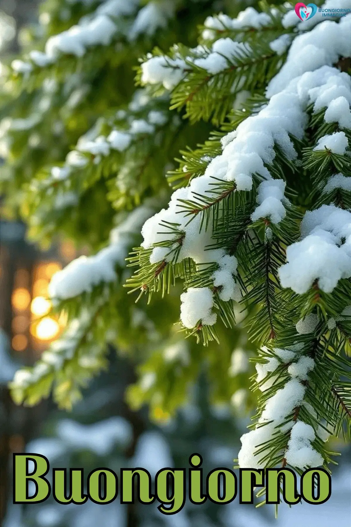 Rami di abete ricoperti di neve fresca con luce dorata sullo sfondo, buongiorno invernale immagini gratis per WhatsApp