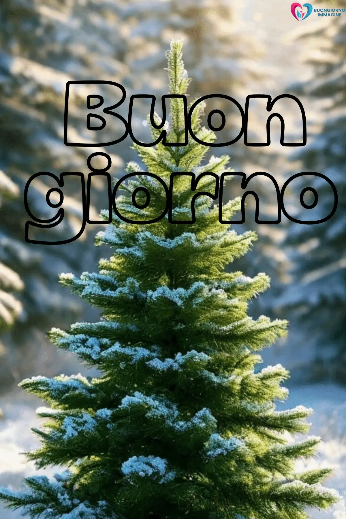 Abete innevato nel bosco invernale, buongiorno invernale immagini gratis per WhatsApp