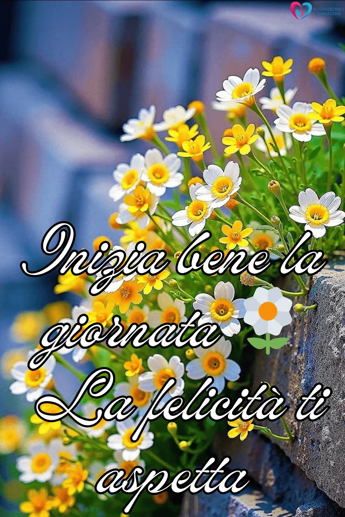 Margherite bianche e gialle su muro di pietra, buongiorno frasi positive, immagini gratis per WhatsApp
