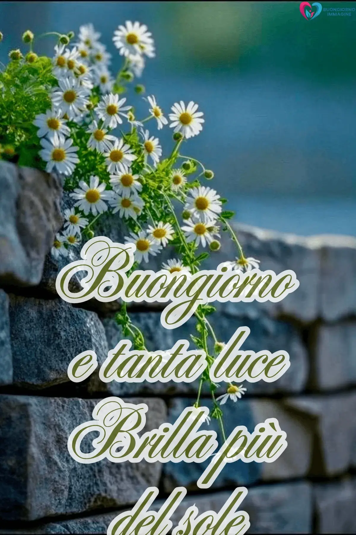 Margherite bianche su muro di pietra con frase buongiorno e tanta luce, immagini gratis per WhatsApp