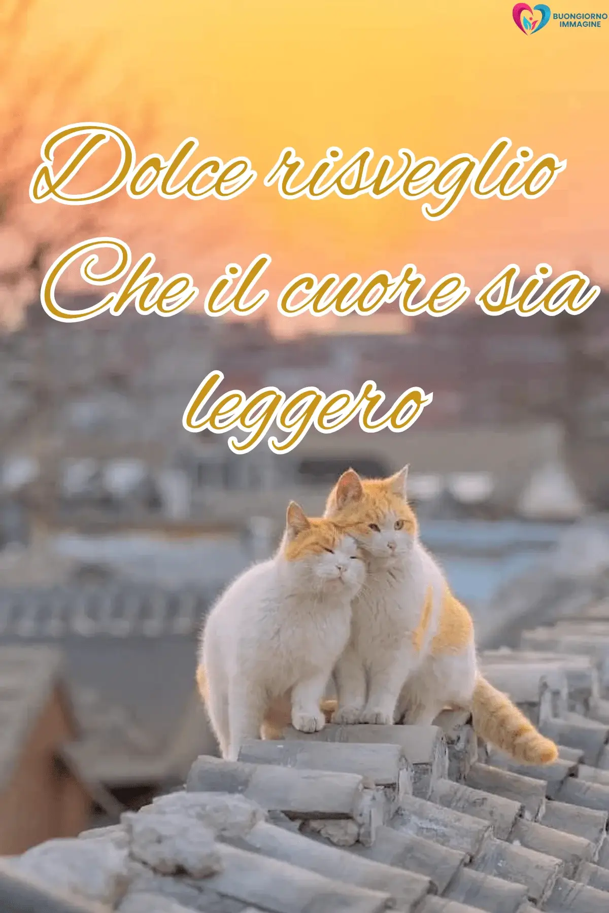 Due gatti arancioni sul tetto al tramonto, frasi del buongiorno bellissime, immagini gratis per WhatsApp