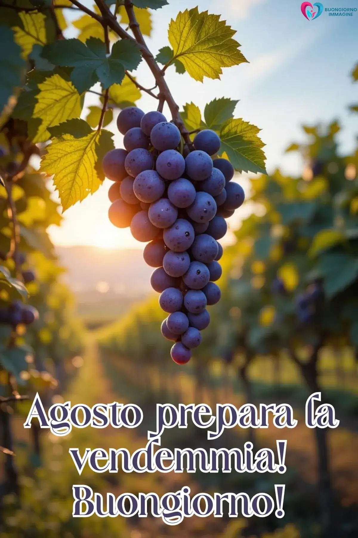 immagine buongiorno agosto estate 7 (compresso)