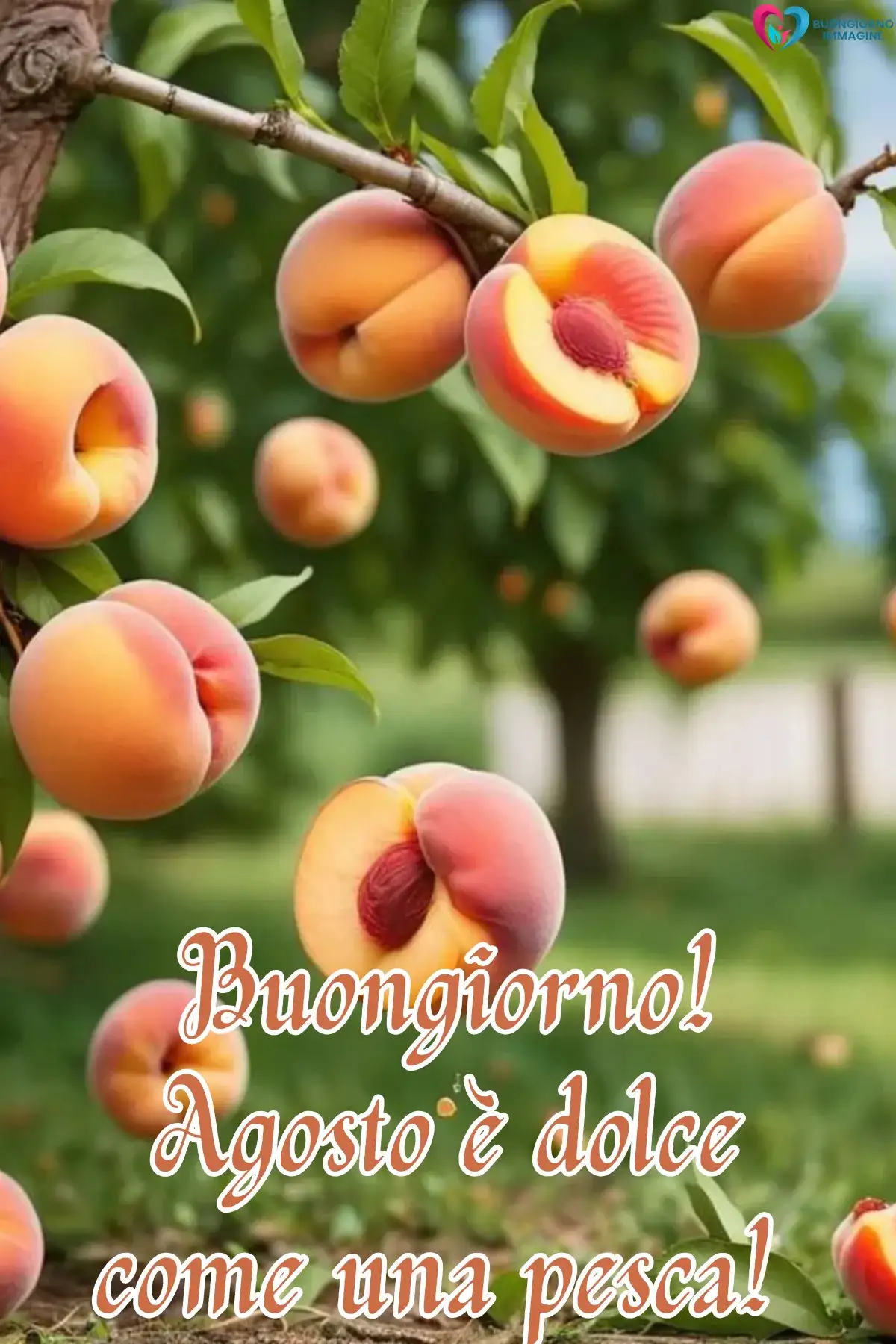 immagine buongiorno agosto estate 13 (compresso)