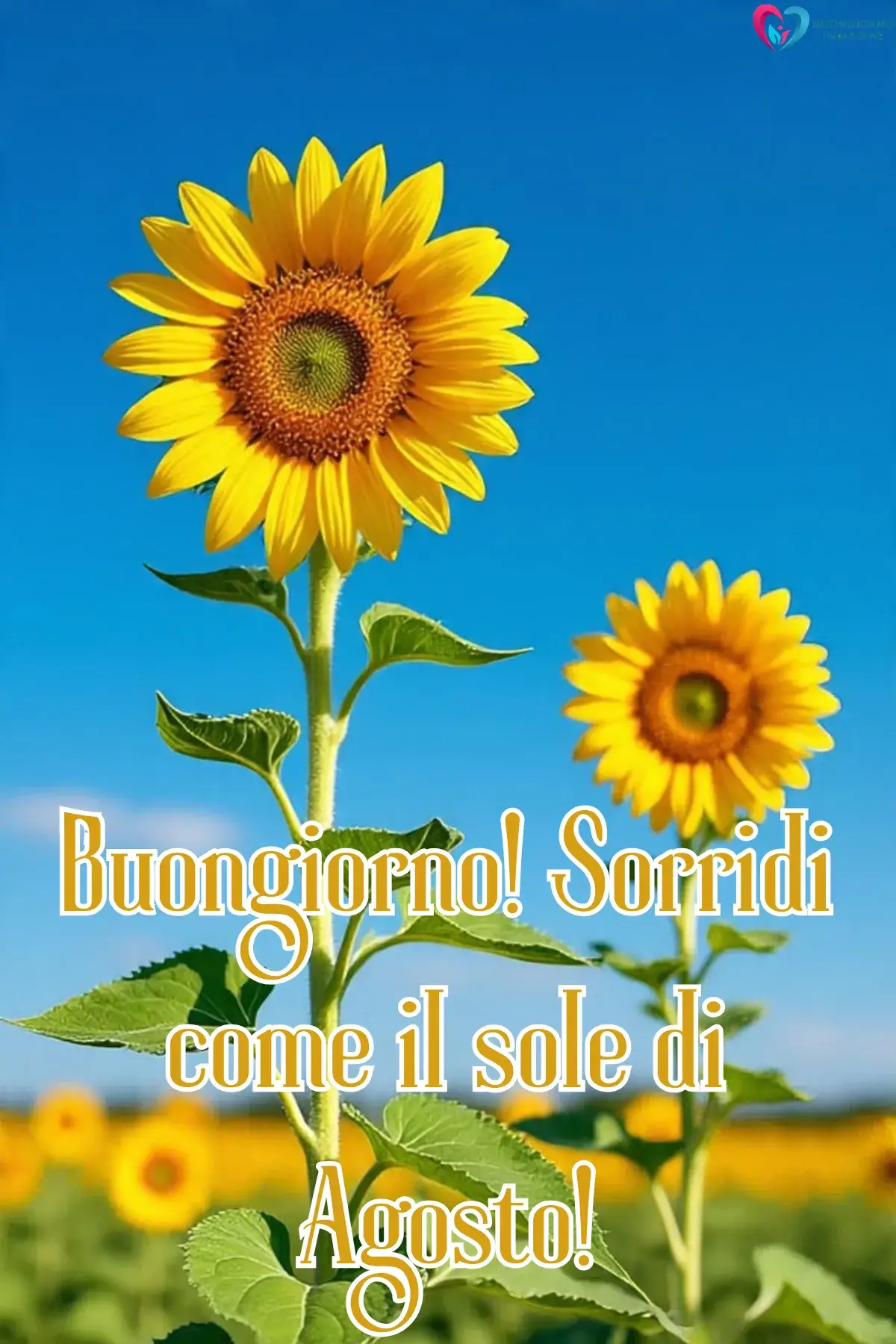 immagine buongiorno agosto 3 (compresso)