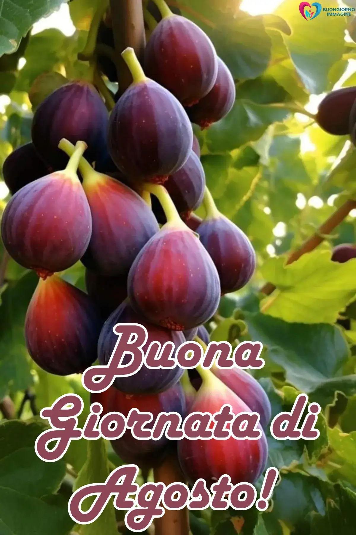 immagine buongiorno agosto 5 (compresso)