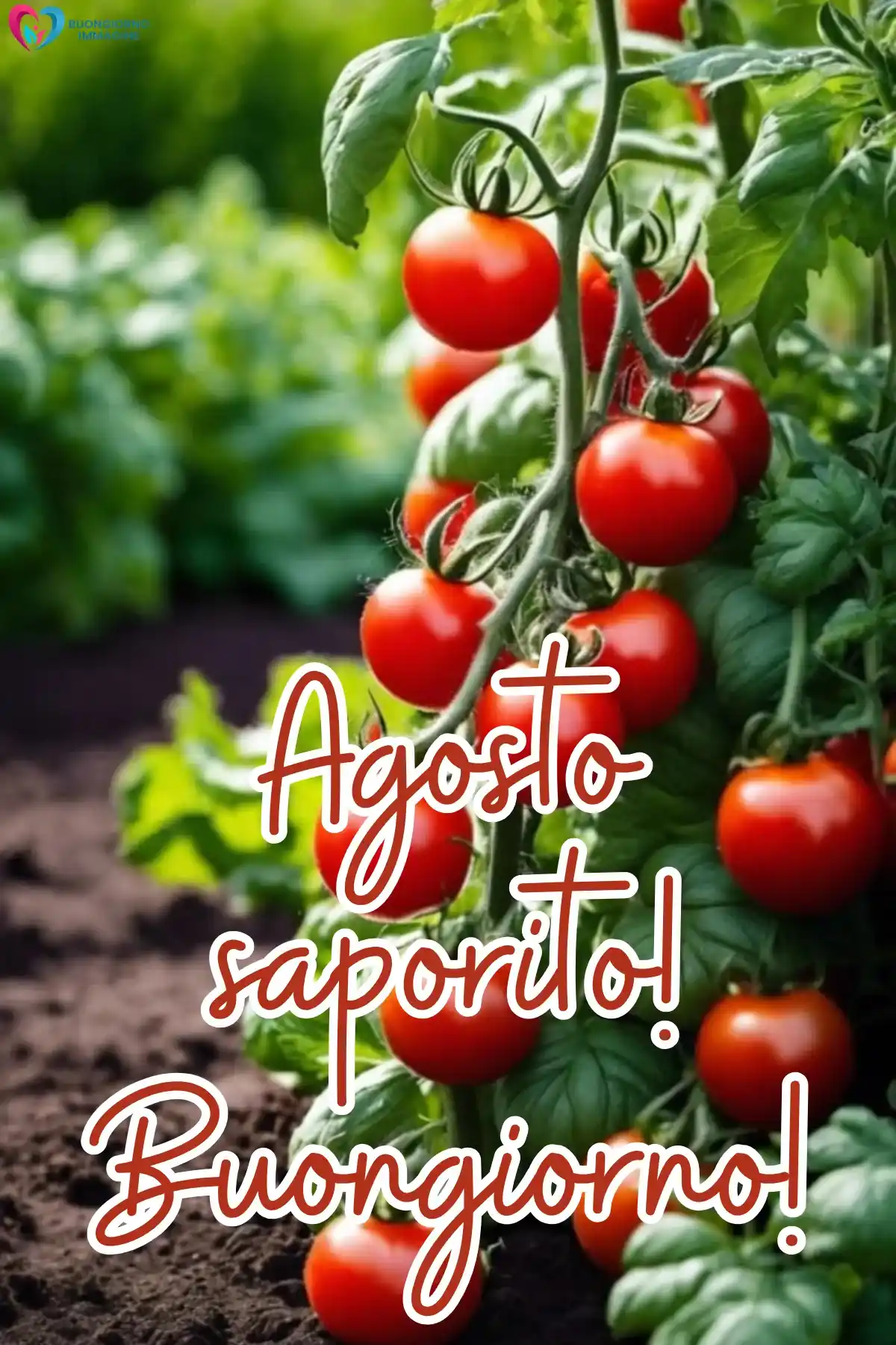 immagine buongiorno agosto 43 (compresso)