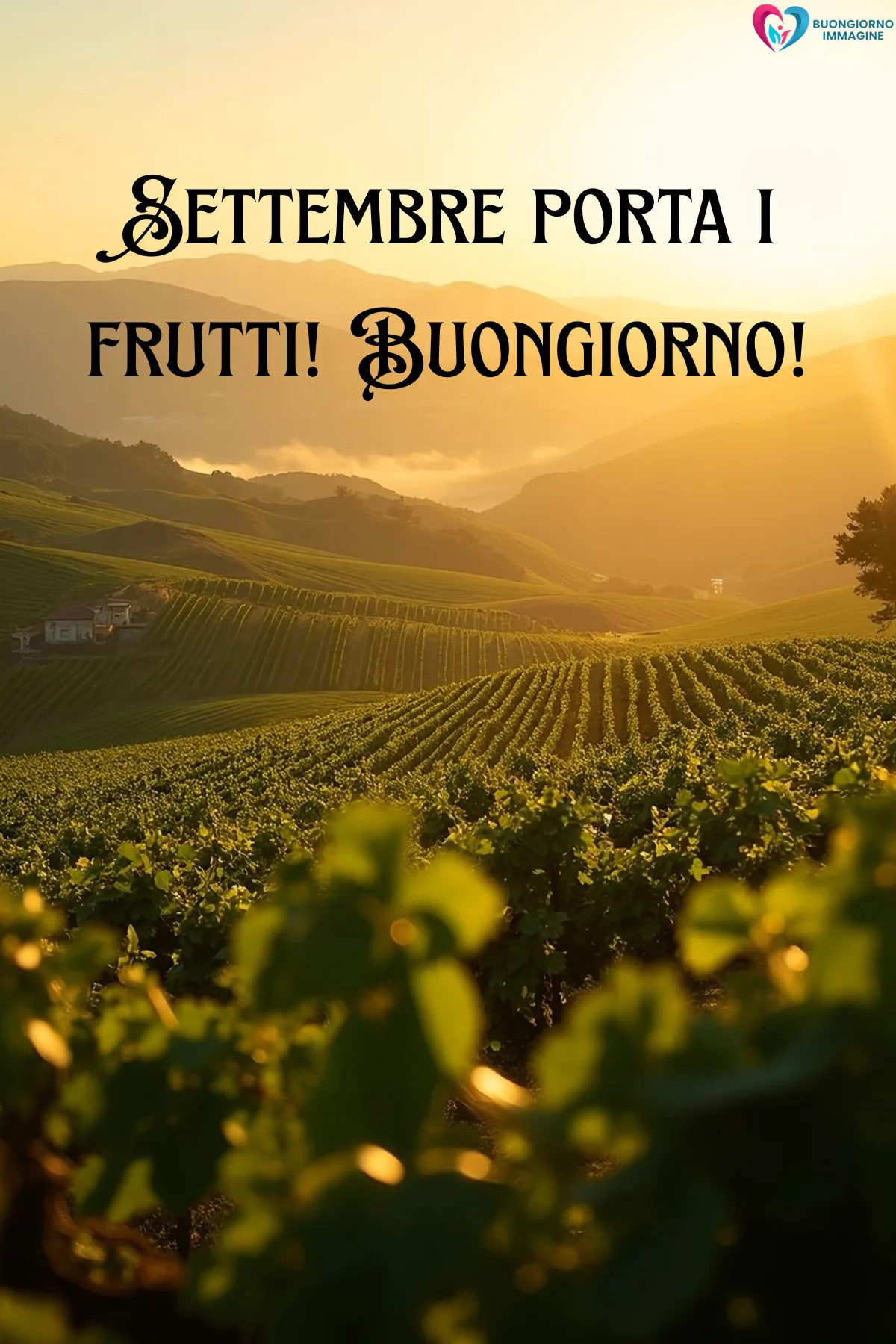 Buongiorno settembre — vigneti dorati al tramonto con colline verdi nebbiose - buongiornoimmagine.it - settembre 2026