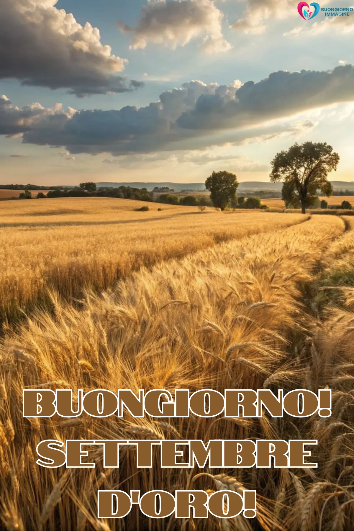 buon settembre - campo di grano dorato sotto cielo nuvoloso con alberi - immagini nuove gratis per WhatsApp — buongiornoimmagine.it
