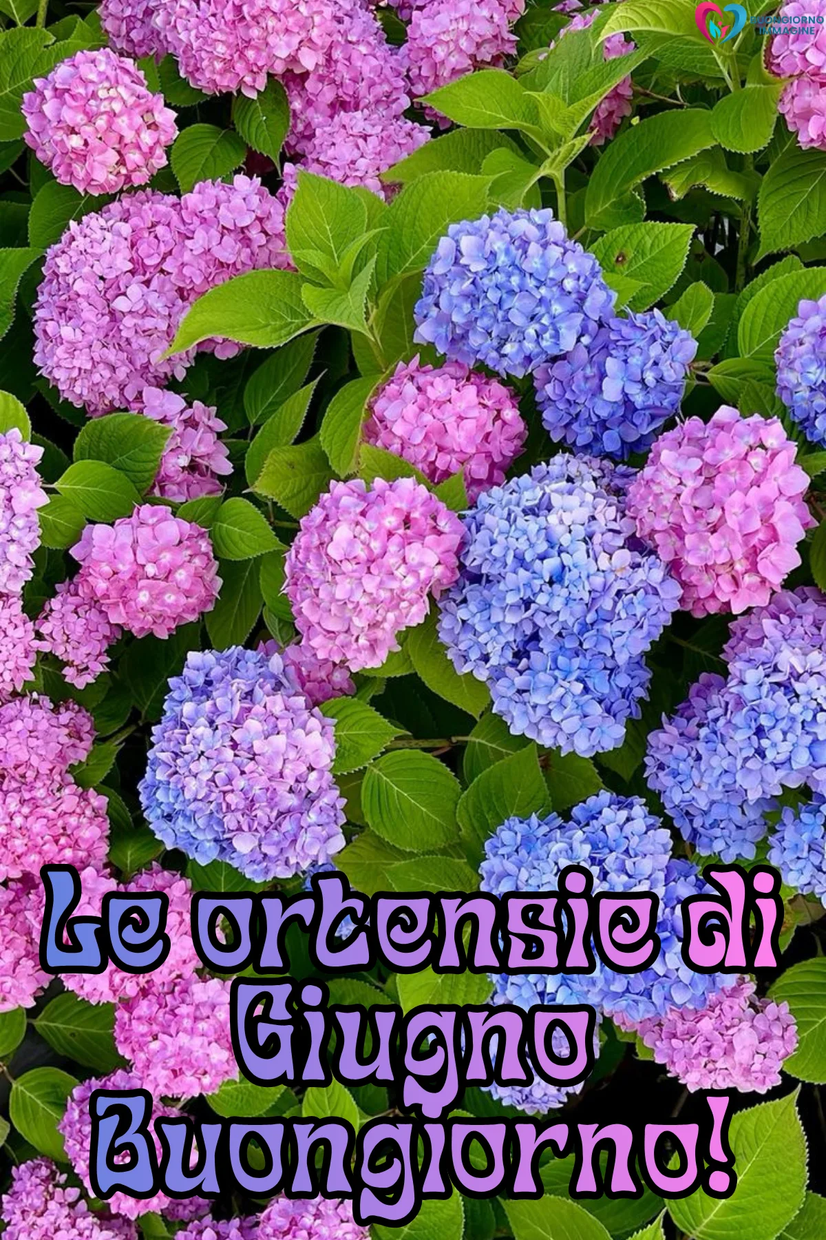 buongiorno buon primo giugno immagini con fiori colorati e sole