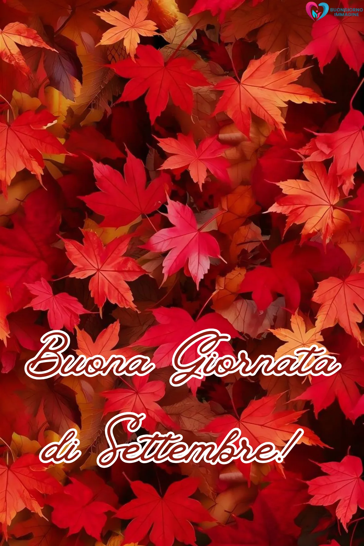 buongiorno settembre - foglie rosse autunnali con scritta buona giornata settembre - immagini nuove gratis per WhatsApp