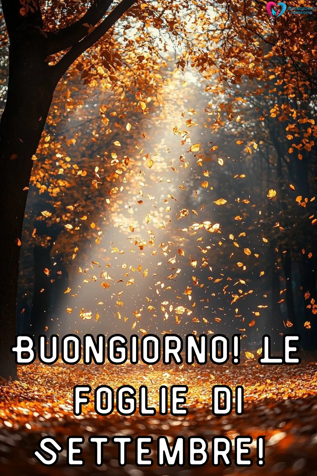 buon settembre - foglie autunnali dorate volano in un bosco illuminato - immagini nuove gratis per WhatsApp