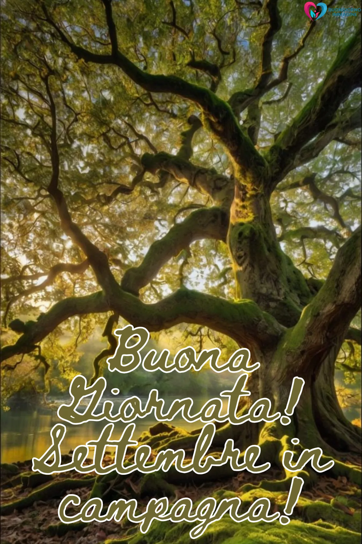 albero maestoso con radici muschiose e luce dorata - buongiornoimmagine.it - settembre 2026