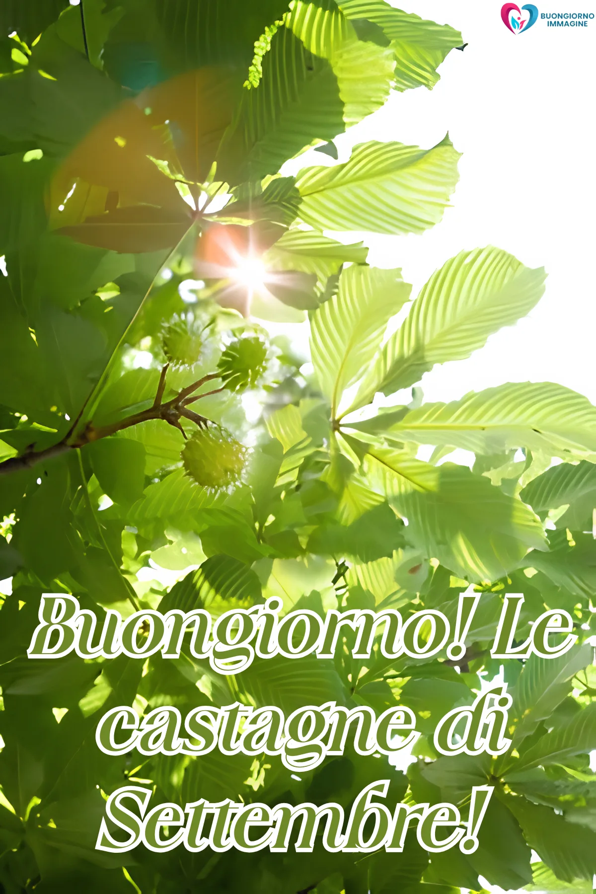 immagini settembre gratis per whatsapp - rami di castagno con ricci verdi e sole - immagini nuove gratis per WhatsApp